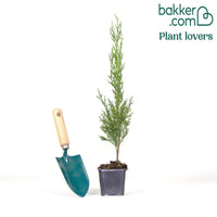 Italienische Zypresse Stricta