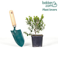 Afrikanischer Buchsbaum