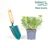 Cutie Pie ® Miniatur-Rose