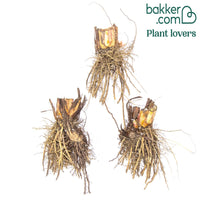 Sibirische Schwertlilie 'Juniper Leigh'