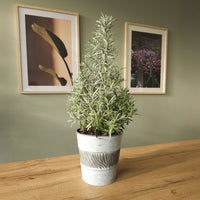 Kleine Zimmerpflanzen - Lavendel  ' Weihnachtsbaum' - Lavandula angustifolia Christmas Tree