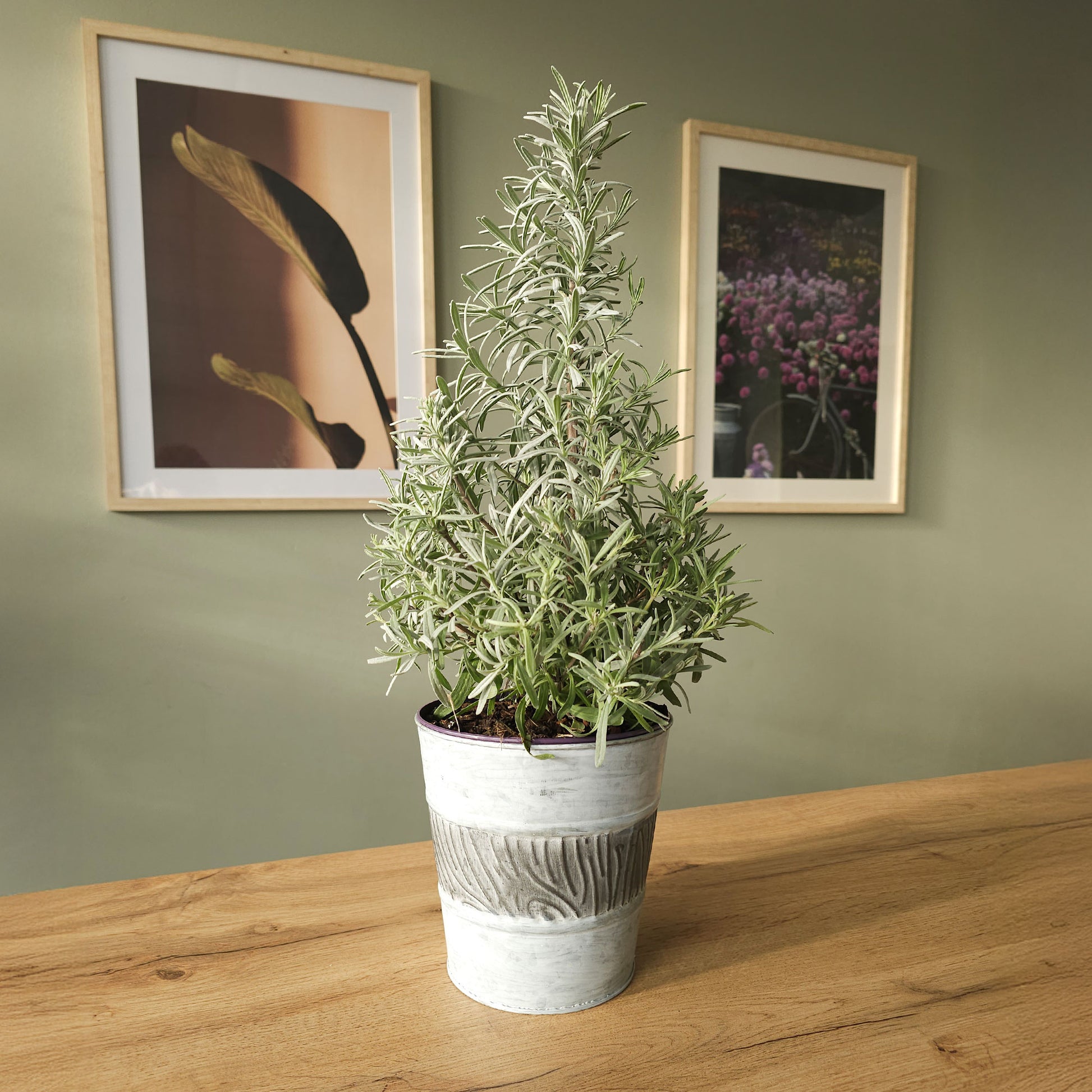 Kleine Zimmerpflanzen - Lavendel  ' Weihnachtsbaum' - Lavandula angustifolia Christmas Tree