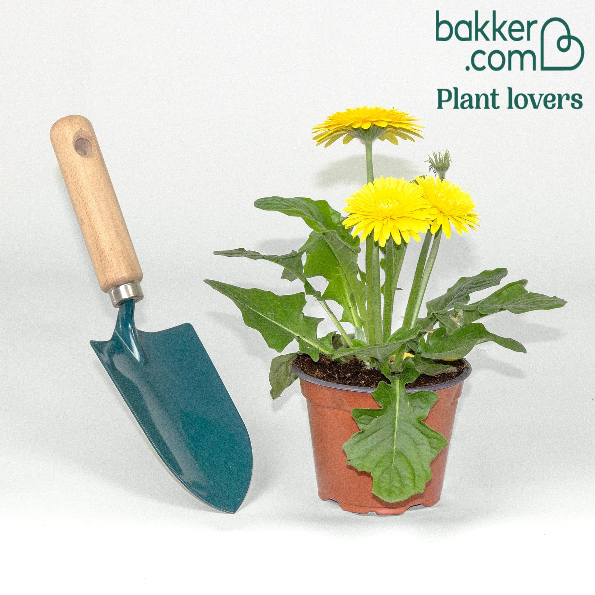 Gerbera Gelb