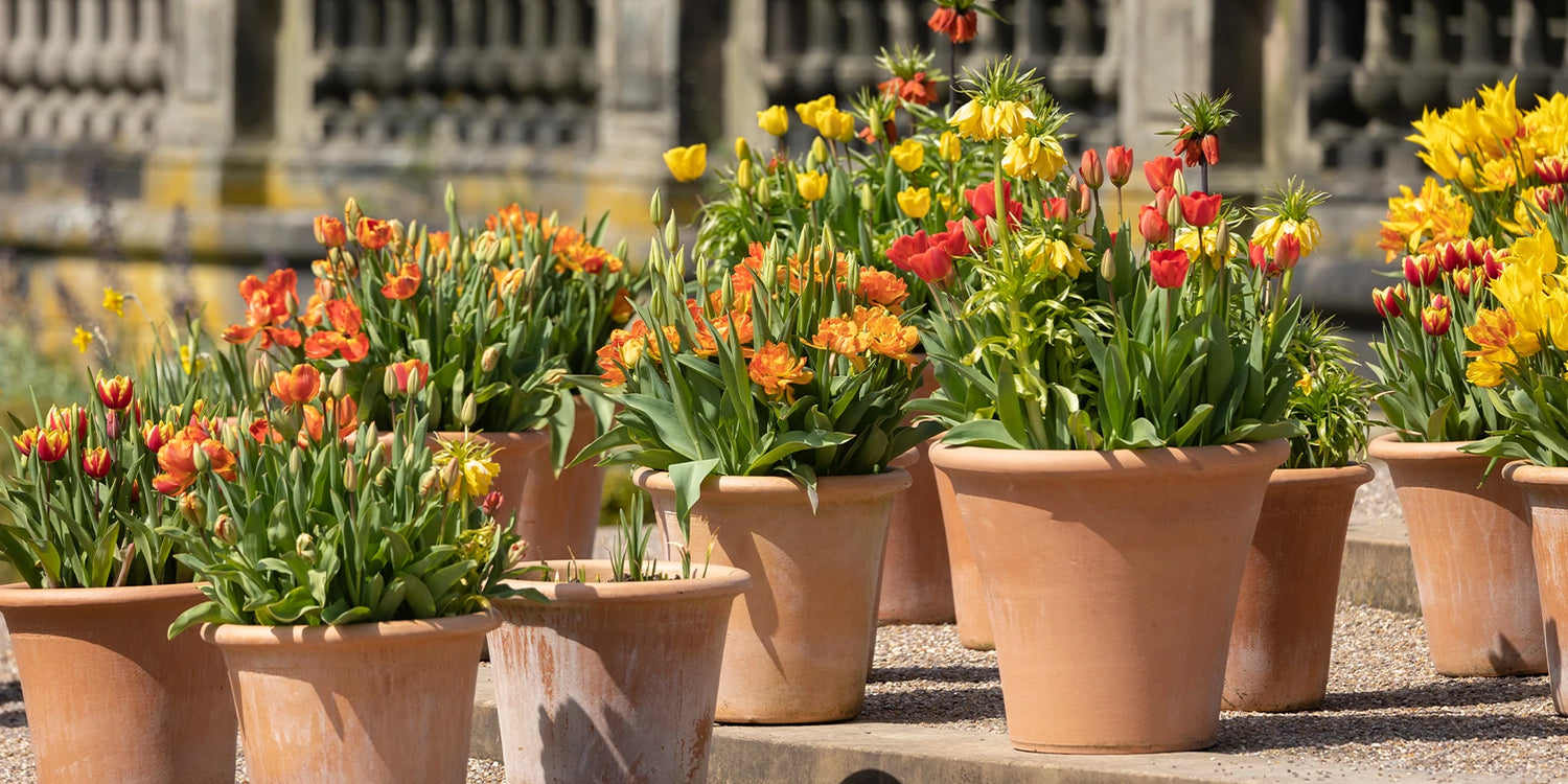 5 Pflanzen für 30 €