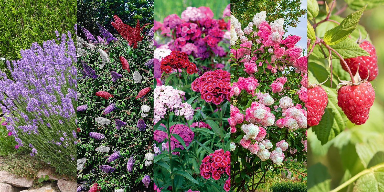 BEST OF 2025: -30 % auf die zweite Pflanze