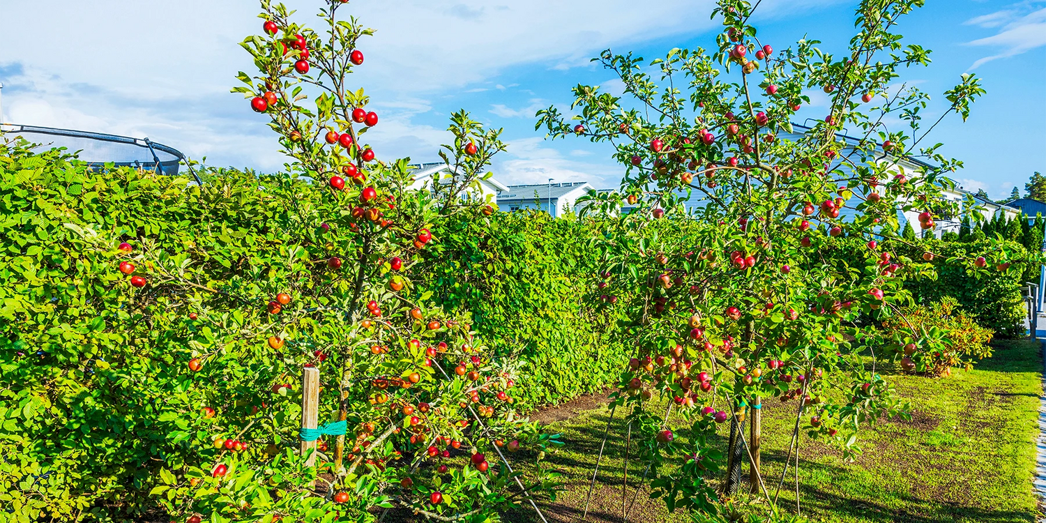 Die Klassiker im Obstgarten bis zu -30%