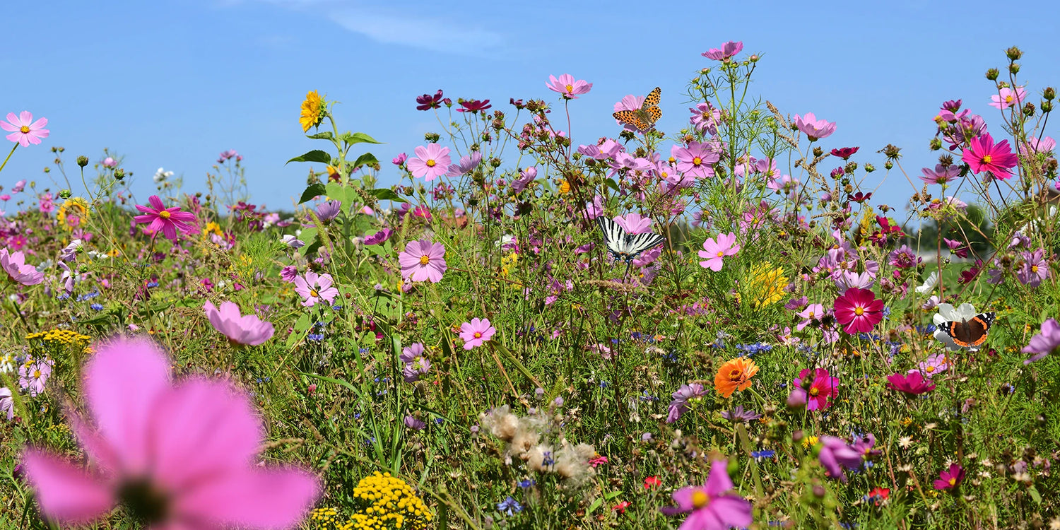 Ein Garten voller Leben bis zu 30%