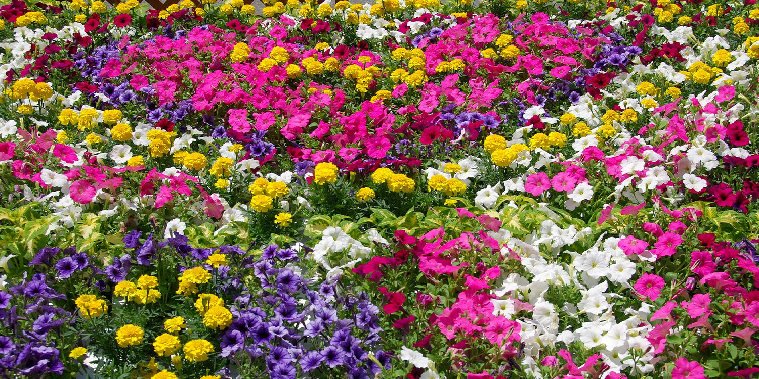 Gartenfestival bis zu 30% Rabatt!