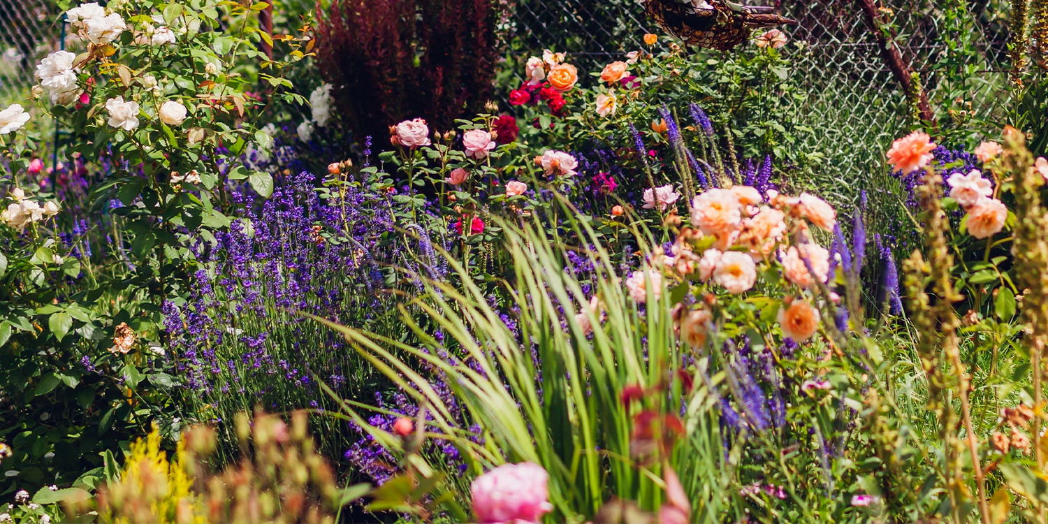 Pflanzen mit nackten Wurzeln: 3 Stück für 15€ 