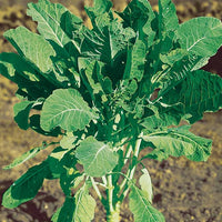 Futterkohl Proteor - Chou fourrager cavalier vert protéor (40 g) - Gemüsegarten