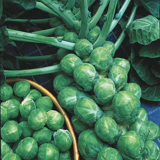 Rosenkohl De Rosny - Brassica oleracea gemmifera de rosny - Gemüsegarten