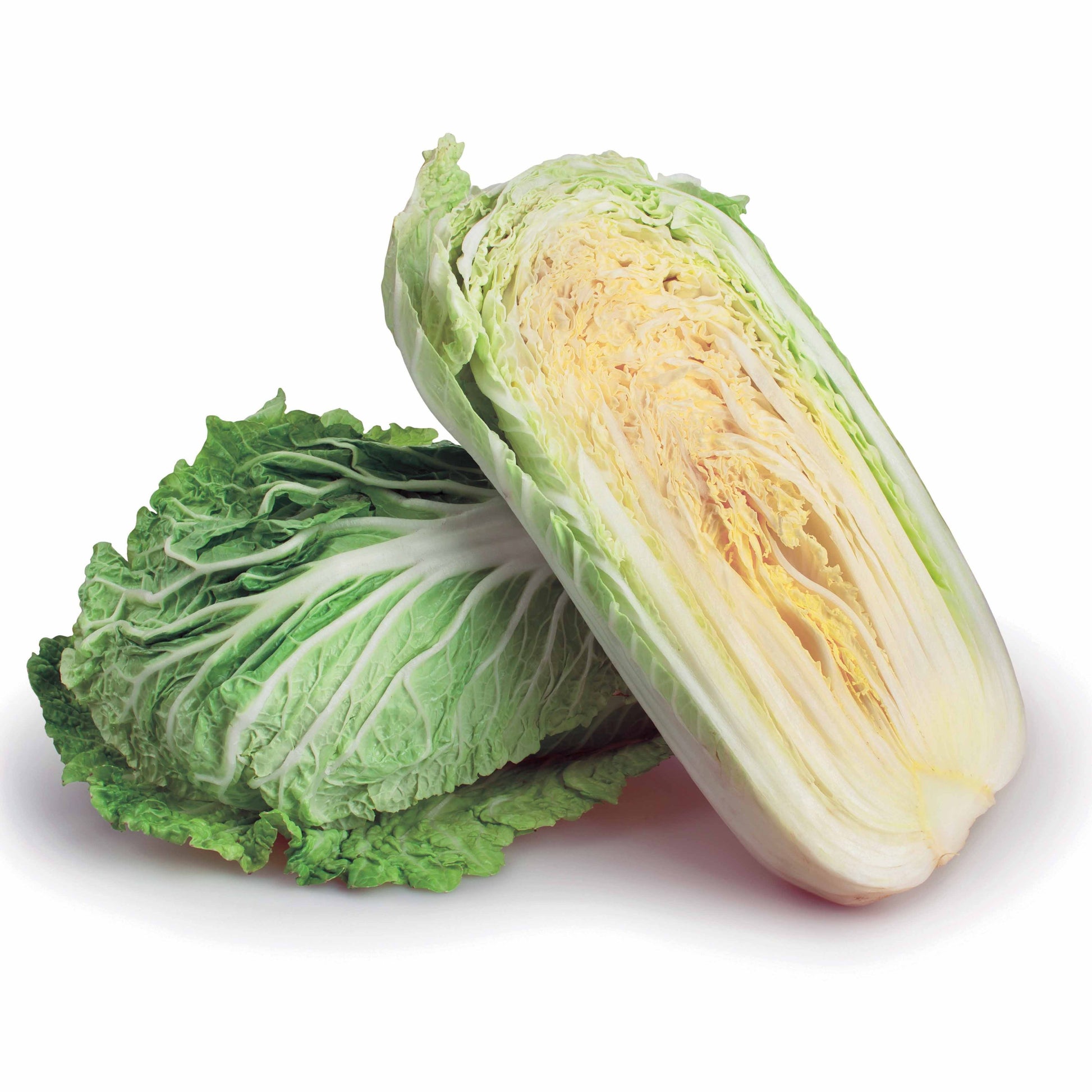 chinakohl aufbewahren kühlschrank Saatgut Chinakohl Pe-Tsai - Brassica rapa pekinensis pe-tsai