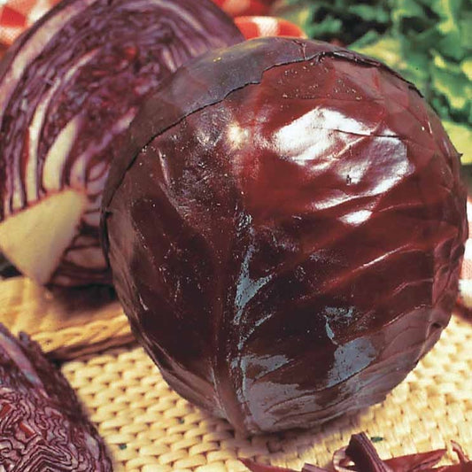 Rotkohl Tête Noire 3 - Bakker