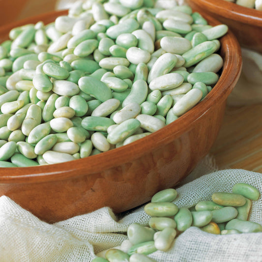 Buschbohne Verdelys - Bakker