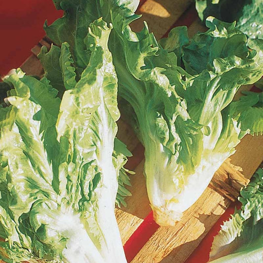 Endiviensalat Cornet d'Anjou - Bakker