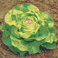 Kopfsalat Reine de Mai Bio - Lactuca sativa reine de mai - Gemüsegarten