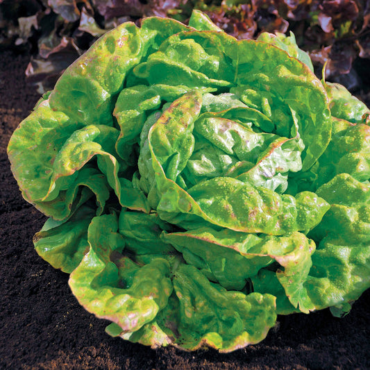 Kopfsalat Reine de Mai Bio - Bakker