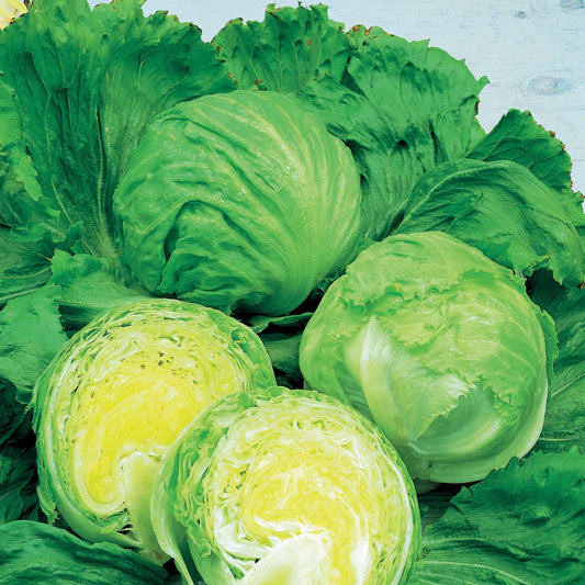 Bataviasalat Barcelona - Bakker