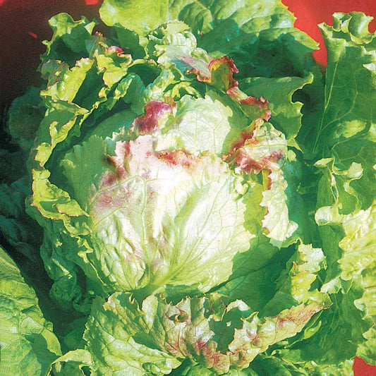 Bataviasalat Blonde à bord rouge - Bakker