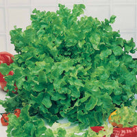 Eichblattsalat - Lactuca sativa feuille de chêne - Gemüsegarten
