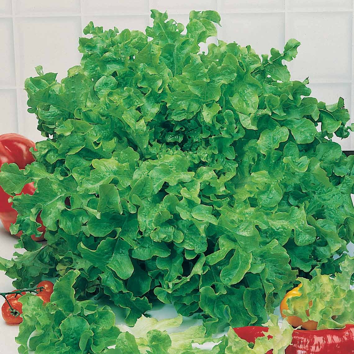 Eichblattsalat - Lactuca sativa feuille de chêne - Gemüsegarten