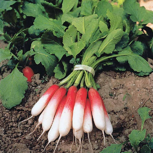 Rettich Flambo 1/2 lang - Bakker