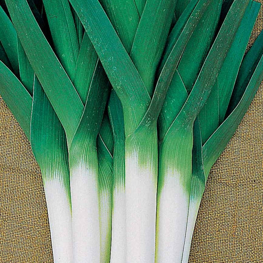 Porree Armor - Bakker