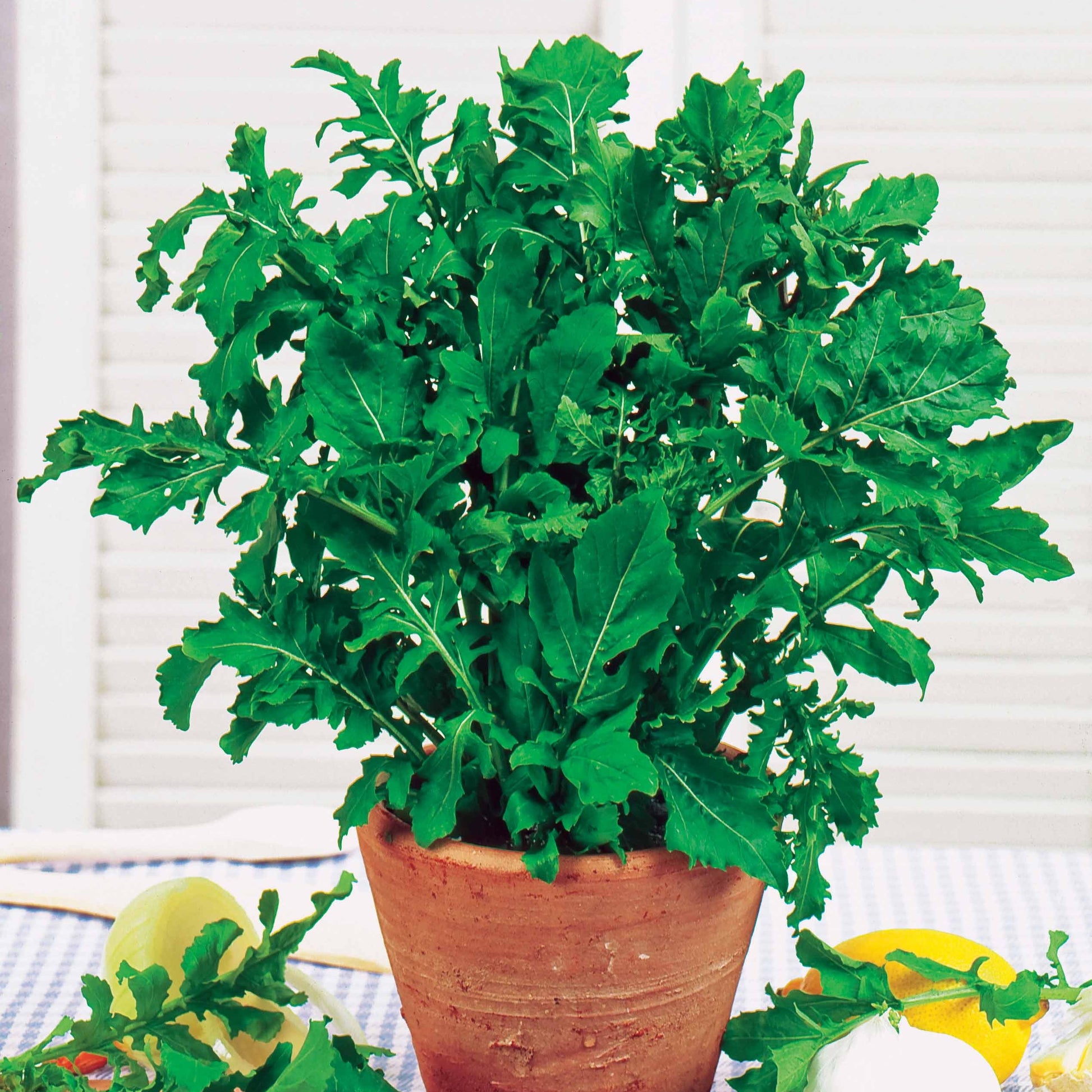 rucola im blumenkasten Saatgut Rucola - Eruca sativa