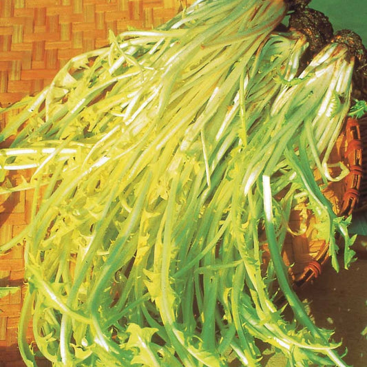 Wilder Chicorée Barbe de Capucin - Bakker