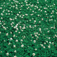 Zwerg-Weißklee - Trifolium repens - Gemüsegarten