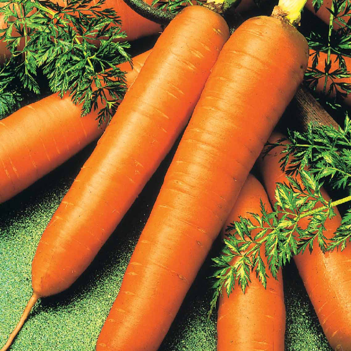Karotte Riesen von Colmar 2 Bio - Daucus carota de colmar à coeur rouge 2 - Gemüse