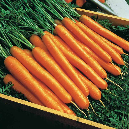 Karotte Amsterdamse Bak Amfine - Bakker