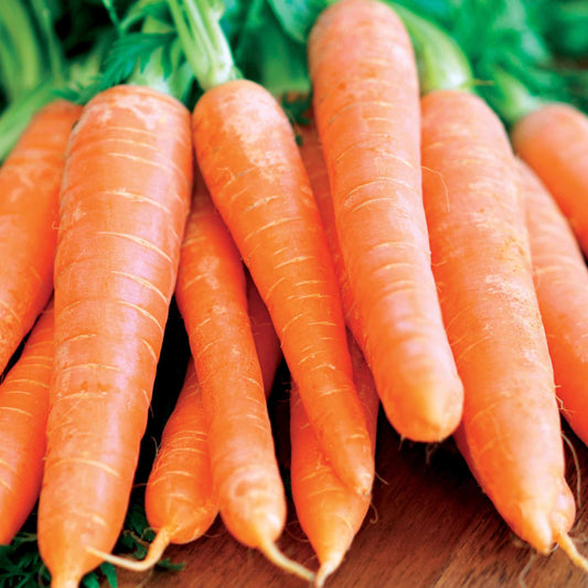 Karotte Nantaise 4 - Daucus carota nantaise améliorée 4 (40 g) - Gemüsegarten