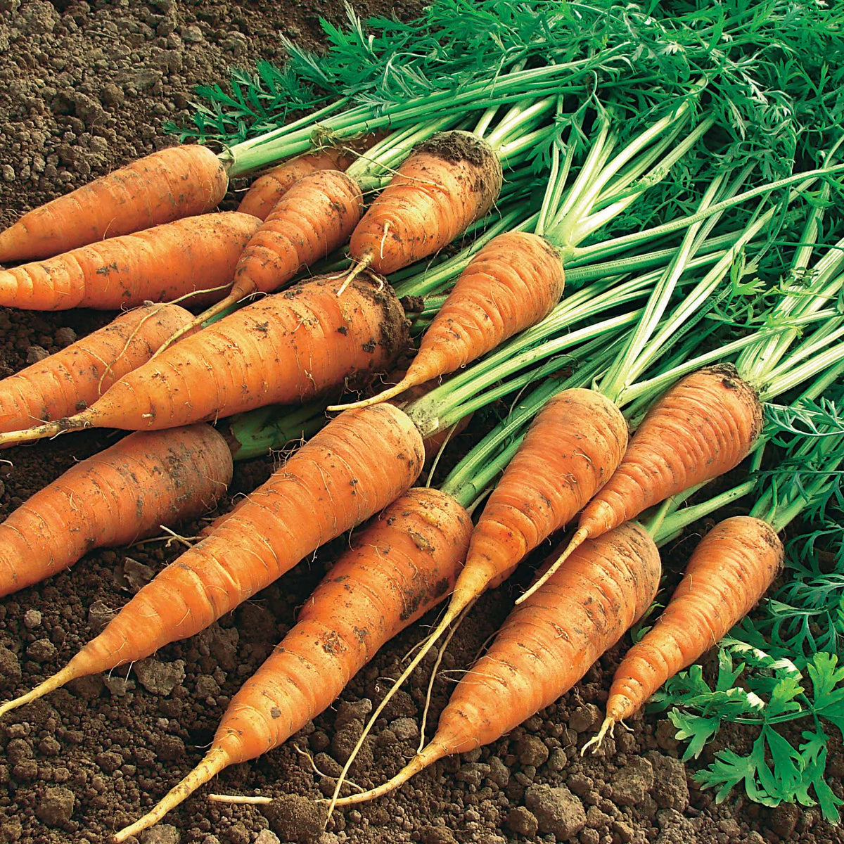 Möhre ‘Geante de Tilques’ (grüner Blattstiel) - Daucus carota géante de tilques à pétiole vert - Bakker