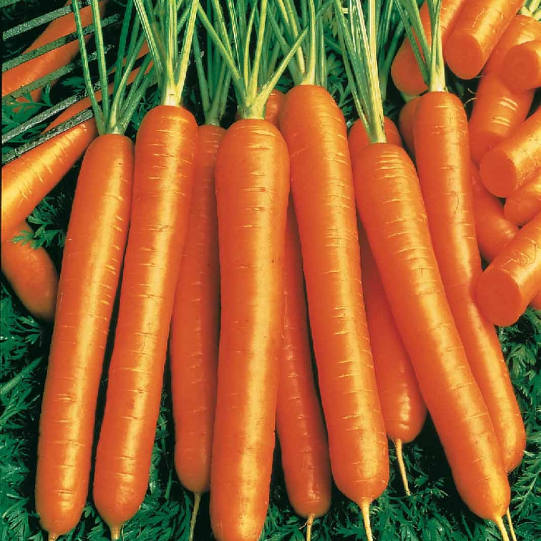 Karotte Riesen von Colmar 2 Rasse Flacoro - Daucus carota de colmar à coeur rouge2 race flaco - Gemüsegarten