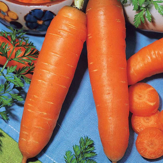 Halblange Karotte De Carentan - Daucus carota demi-longue de carentan - Gemüsegarten