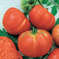 Tomate Brandywine - Solanum lycopersicum brandywine - Gemüsegarten