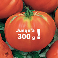 Tomate Brandywine - Solanum lycopersicum brandywine - Saatgut