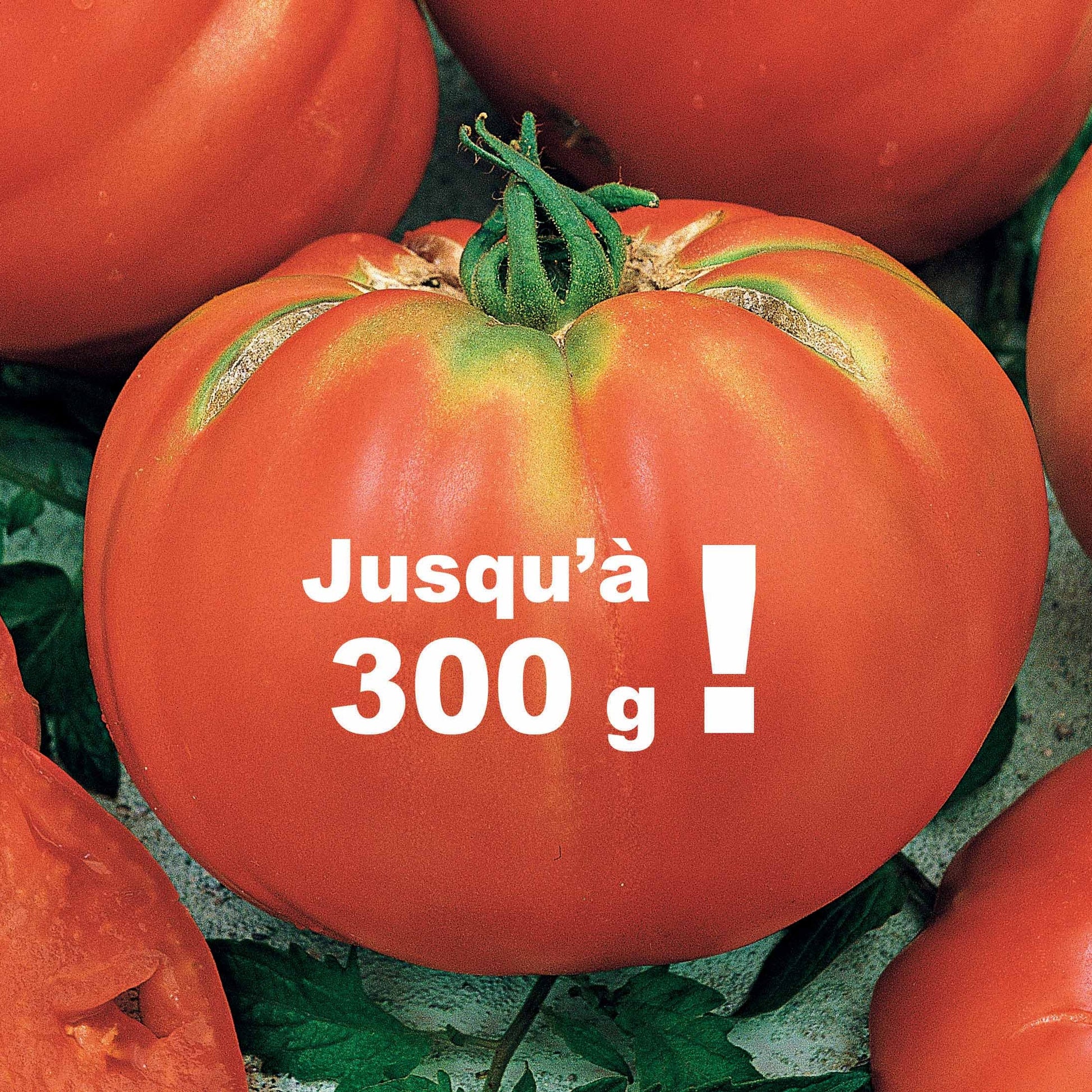 Tomate Brandywine - Solanum lycopersicum brandywine - Saatgut