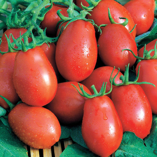 Roma-Tomate VF - Solanum lycopersicum roma vf - Saatgut