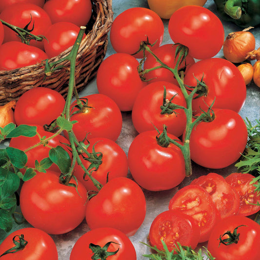 Tomate Vitador F1 - Solanum lycopersicum vitador f1 - Gemüsegarten