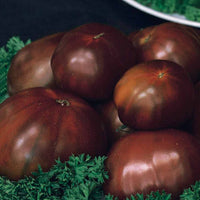 Schwarze Fleischtomate 'Noire Russe' - Solanum lycopersicum noire russe - Gemüsegarten