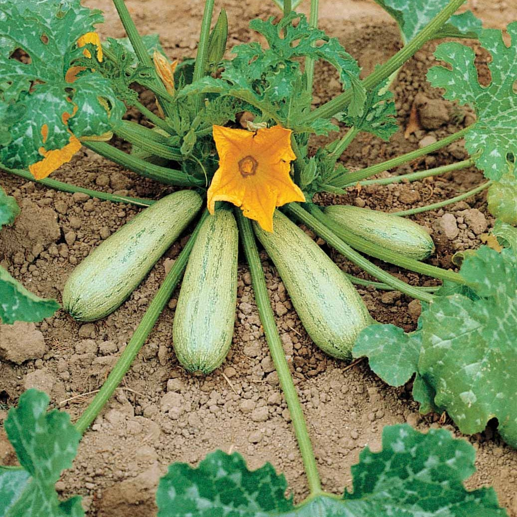 Zucchini Profusion (Grisette de Provence) - Cucurbita pepo profusion (grisette de provence) - Gemüsegarten