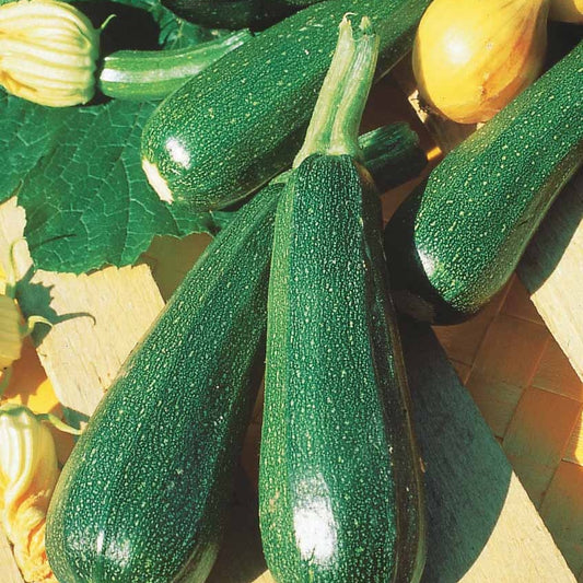 Grüne Zucchini der Gemüsegärtner - Cucurbita pepo  verte non coureuse des maraîchers - Gemüsegarten