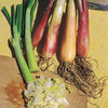 Schnittlauch Commune - Allium fistulosum - Gemüsegarten