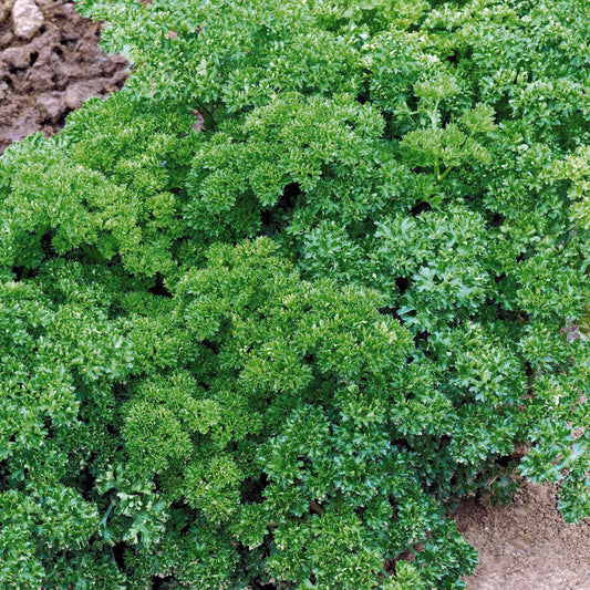 Krause Petersilie Dunkelgrün Bio - Bakker
