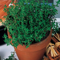 Thymian - Thymus vulgaris - Kräuter