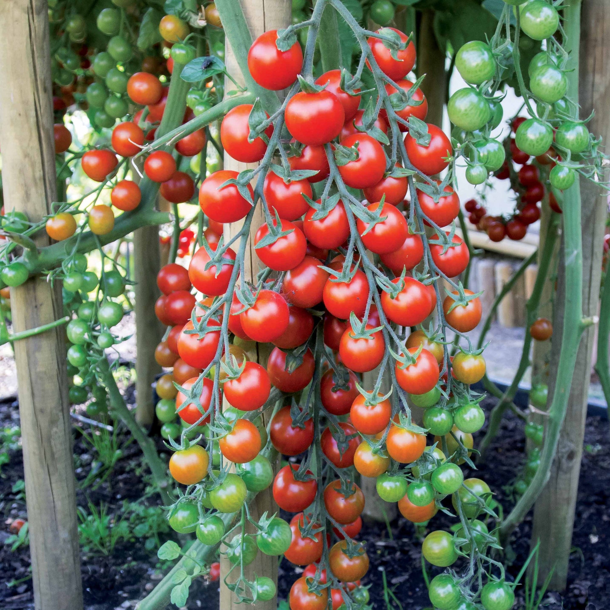 Saatgut Kirschtomate Sweet Baby - Solanum lycopersicum sweet baby