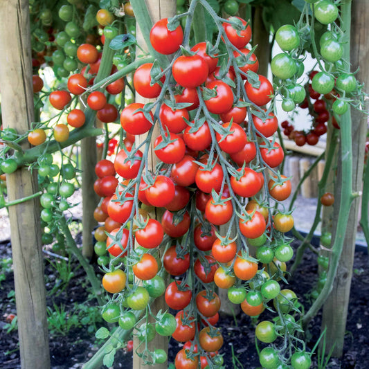 Kirschtomate Sweet Baby - Bakker