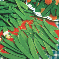 Erbse Bamby - Pisum sativum bamby (obt. gautier) - Gemüsegarten